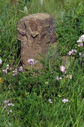 Заповідник Кам’яні Могили. Заповідний символ, Донецька область, Природні заповідники 