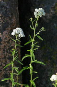 Kamiani Mohyly Reserve. Flora, Donetsk Region, Natural Reserves 