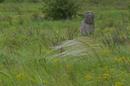 Kamiani Mohyly Reserve. Feather and woman, Donetsk Region, Natural Reserves 