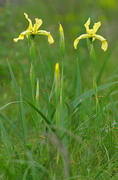 Kamiani Mohyly Reserve. Flora, Donetsk Region, Natural Reserves 