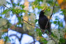 Kamiani Mohyly Reserve. Shouted, Donetsk Region, Natural Reserves 