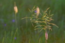 Kamiani Mohyly Reserve. Flora, Donetsk Region, Natural Reserves 