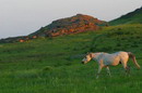 Kamiani Mohyly Reserve. Reserve horse, Donetsk Region, Natural Reserves 