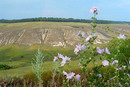 Kreidiana Flora Reserve. Reserve chicory, Donetsk Region, Natural Reserves 