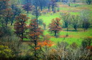 Park Sviati Gory. Old trees on terrace of river, Donetsk Region, National Natural Parks 