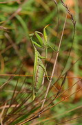 Park Sviati Gory. There's even insect  praying mantis, Donetsk Region, National Natural Parks 