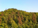 Park Sviati Gory. Wooded chalk downs, Donetsk Region, National Natural Parks 