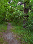 Park Sviati Gory. At park's trail, Donetsk Region, National Natural Parks 