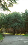 Park Sviati Gory. In upland terrace park, Donetsk Region, National Natural Parks 