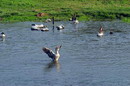 Starolaspa. Boss river, Donetsk Region, Rivers 