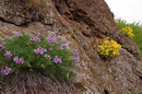 Starolaspa. Flowers and stones, Donetsk Region, Geological sightseeing 