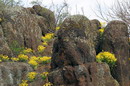 Starolaspa. Stone, lichen and flowers, Donetsk Region, Geological sightseeing 