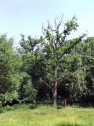 Kmytiv. Park tree-veteran, Zhytomyr Region, Country Estates 