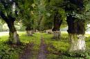 Nova Chortoryia. Avenue of old limes, Zhytomyr Region, Country Estates 