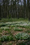Poliskyi Reserve. Forest Carpet, Zhytomyr Region, Natural Reserves 
