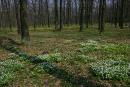 Poliskyi Reserve. Forest flowers, Zhytomyr Region, Natural Reserves 