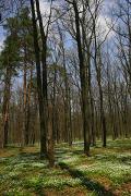 Poliskyi Reserve. Spring flowering, Zhytomyr Region, Natural Reserves 