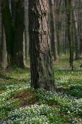 Poliskyi Reserve. Blooming underbrush, Zhytomyr Region, Natural Reserves 