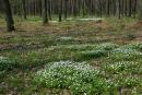 Poliskyi Reserve. White-green beauty, Zhytomyr Region, Natural Reserves 