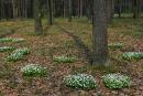 Poliskyi Reserve. Flowering islands, Zhytomyr Region, Natural Reserves 