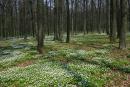 Poliskyi Reserve. White-green carpet, Zhytomyr Region, Natural Reserves 
