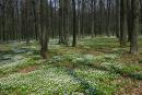 , Gebiet Shitomir,  die nat?rlichen Naturschutzgebiete
