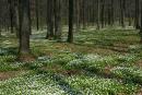 Poliskyi Reserve. Feast of forest flowers, Zhytomyr Region, Natural Reserves 