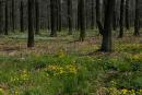 Poliskyi Reserve. Color spots undergrowth, Zhytomyr Region, Natural Reserves 