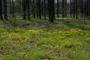 Poliskyi Reserve. Yellow-green carpet, Zhytomyr Region, Natural Reserves 