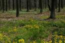 Poliskyi Reserve. Spring forest multicolored, Zhytomyr Region, Natural Reserves 