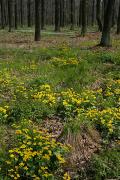 Poliskyi Reserve. Woodland spring, Zhytomyr Region, Natural Reserves 