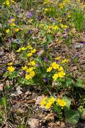 Poliskyi Reserve. Magical forest flowers, Zhytomyr Region, Natural Reserves 