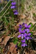 Poliskyi Reserve. Five petal fantasy, Zhytomyr Region, Natural Reserves 