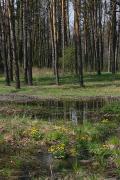 Poliskyi Reserve. Polissia eyes, Zhytomyr Region, Natural Reserves 