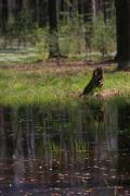 Poliskyi Reserve. Swamp woodlands, Zhytomyr Region, Natural Reserves 