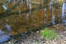 Поліський заповідник. Втоплений листопад, Житомирська область, Природні заповідники 