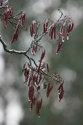 Poliskyi Reserve. Frozen tears, Zhytomyr Region, Natural Reserves 