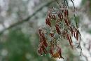 Poliskyi Reserve. Freezing rain, Zhytomyr Region, Natural Reserves 