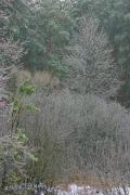 Поліський заповідник. Сивий ліс, Житомирська область, Природні заповідники 