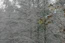 Поліський заповідник. Початок зими, Житомирська область, Природні заповідники 