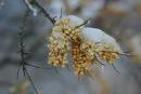 Поліський заповідник. Сніжна оливкова шапка, Житомирська область, Природні заповідники 