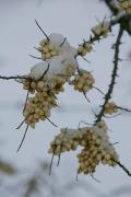 Poliskyi Reserve. Olive wintering, Zhytomyr Region, Natural Reserves 