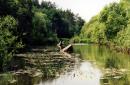 Backwater of river Tnia, Zhytomyr Region, Rivers 