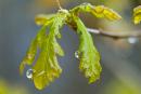 Young oak leaves, Zhytomyr Region, Natural Reserves 