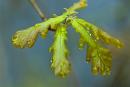 Oak tears, Zhytomyr Region, Natural Reserves 