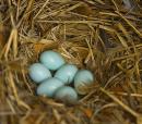 Defenseless birds' eggs, Zhytomyr Region, Rivers 