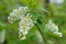 Flowering cherry, Zhytomyr Region, Natural Reserves 