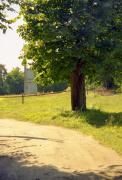 Vysokyi Kamin. Old chestnut in village, Zhytomyr Region, Roads 