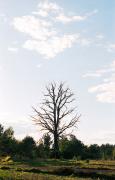 Linked old willow, Zhytomyr Region, Roads 