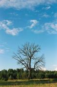 Silhouette of dead tree, Zhytomyr Region, Roads 